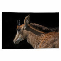 Side Face Portrait Of An Young Sable Antelope Female, Isolated On Black Background. The Head, Neck And Shoulder With Splendid Mane Of The Beautiful African Girl. Rugs 99084467