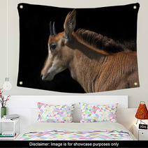 Side Face Portrait Of An Young Sable Antelope Female, Isolated On Black Background. The Head, Neck And Shoulder With Splendid Mane Of The Beautiful African Girl. Wall Art 99084467