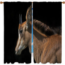 Side Face Portrait Of An Young Sable Antelope Female, Isolated On Black Background. The Head, Neck And Shoulder With Splendid Mane Of The Beautiful African Girl. Window Curtains 99084467
