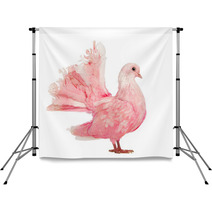 Side View Of A Pink Dove Against White Background Backdrops 49143341