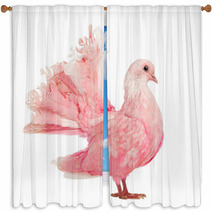 Side View Of A Pink Dove Against White Background Window Curtains 49143341