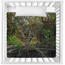 Side View Of Jaguar In Pantanal Walking Through The Forest Nursery Decor 70117125