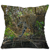 Side View Of Jaguar In Pantanal Walking Through The Forest Pillows 70117125