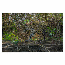 Side View Of Jaguar In Pantanal Walking Through The Forest Rugs 70117125
