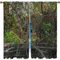 Side View Of Jaguar In Pantanal Walking Through The Forest Window Curtains 70117125