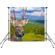 Sika Deer Backdrops 57050185