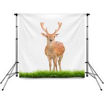 Sika Deer With Green Grass Isolated Backdrops 57493015