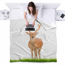 Sika Deer With Green Grass Isolated Blankets 57493015