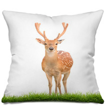 Sika Deer With Green Grass Isolated Pillows 57493015