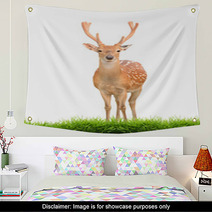 Sika Deer With Green Grass Isolated Wall Art 57493015