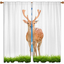 Sika Deer With Green Grass Isolated Window Curtains 57493015