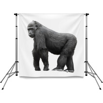 Silverback Gorilla Isolated On White Background Backdrops 54061358