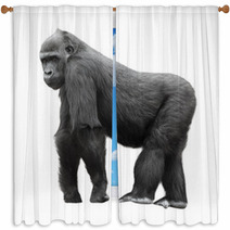Silverback Gorilla Isolated On White Background Window Curtains 54061358