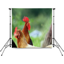 Singing Rooster Over Green Background Backdrops 78952565