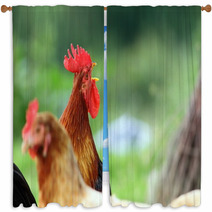 Singing Rooster Over Green Background Window Curtains 78952565