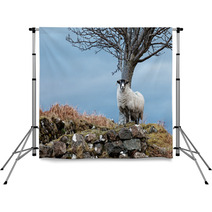 Single Watchful White Sheep Standing On The Rocks Backdrops 98240878