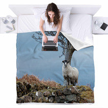 Single Watchful White Sheep Standing On The Rocks Blankets 98240878