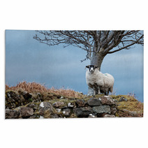Single Watchful White Sheep Standing On The Rocks Rugs 98240878