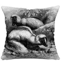 Skunk - Mouffette - Skunks Pillows 55656125