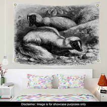 Skunk - Mouffette - Skunks Wall Art 55656125