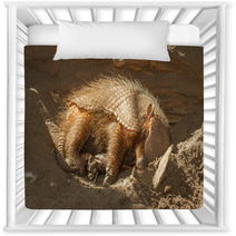 Sleeping Armadillo (Chaetophractus Villosus) Nursery Decor 51862042