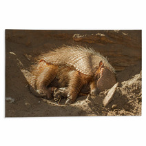 Sleeping Armadillo (Chaetophractus Villosus) Rugs 51862042
