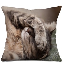 Sleeping Cat Pillows 60004772