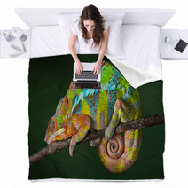 Sleeping Chameleon Blankets 40913001