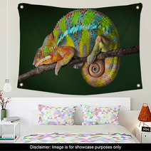 Sleeping Chameleon Wall Art 40913001