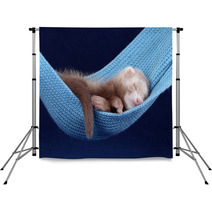 Sleeping ferret Backdrops 74694017