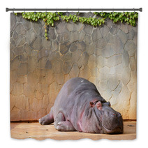 Sleeping Hippopotamus ???? Bath Decor 42852895