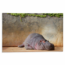 Sleeping Hippopotamus ???? Rugs 42852895