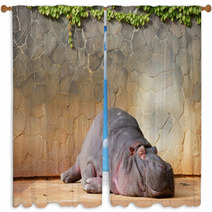 Sleeping Hippopotamus ???? Window Curtains 42852895