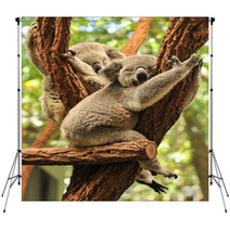 Sleeping Koalas Backdrops 48423436