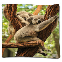 Sleeping Koalas Blankets 48423436