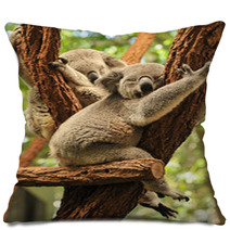 Sleeping Koalas Pillows 48423436