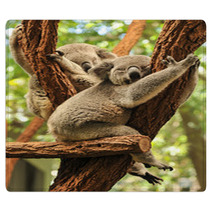 Sleeping Koalas Rugs 48423436