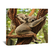 Sleeping Koalas Wall Art 48423436