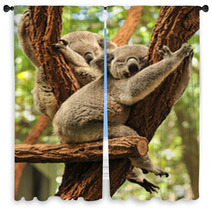 Sleeping Koalas Window Curtains 48423436