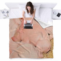 Sleeping Pigs Blankets 30298909