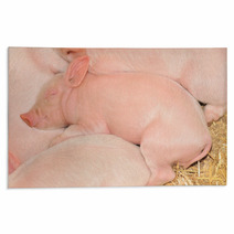 Sleeping Pigs Rugs 30298909