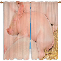 Sleeping Pigs Window Curtains 30298909