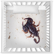 Small Black Brown European Scorpion, Found Italy. Nursery Decor 93282762