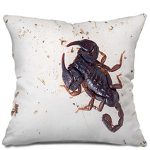 Small Black Brown European Scorpion, Found Italy. Pillows 93282762