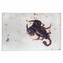Small Black Brown European Scorpion, Found Italy. Rugs 93282762