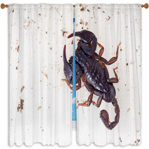 Small Black Brown European Scorpion, Found Italy. Window Curtains 93282762