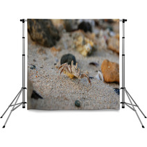 Small crab on the sand on his hind legs Backdrops 99603186