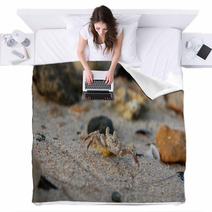 Small crab on the sand on his hind legs Blankets 99603186
