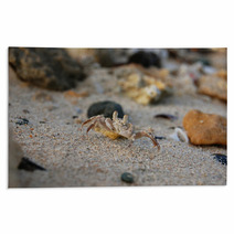 Small crab on the sand on his hind legs Rugs 99603186