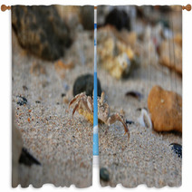 Small crab on the sand on his hind legs Window Curtains 99603186